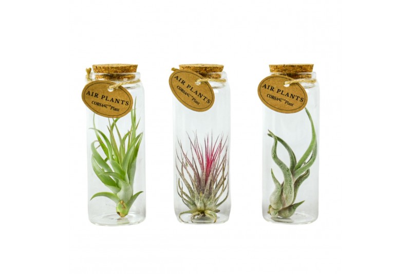 Tillandsia arrangement glas kurk buisje medium 