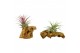 Tillandsia arrangement Tillandsia hout mini 1 pp 