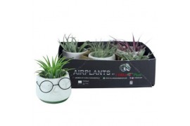 Tillandsia arrangement Dude