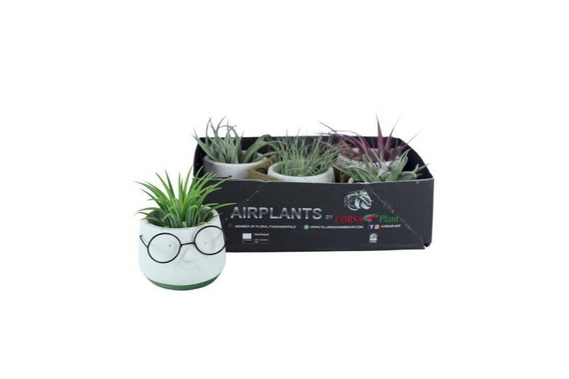 Tillandsia arrangement Dude 