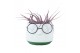 Tillandsia arrangement Dude 