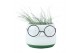Tillandsia arrangement Dude 