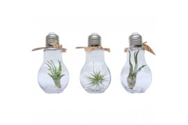 Tillandsia arrangement Tillandsia lamp terrarium small 1 pp