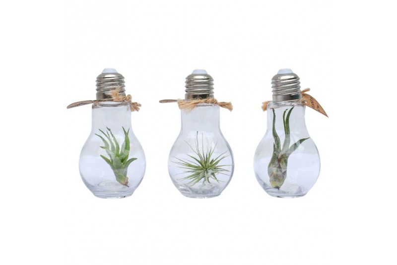 Tillandsia arrangement Tillandsia lamp terrarium small 1 pp 