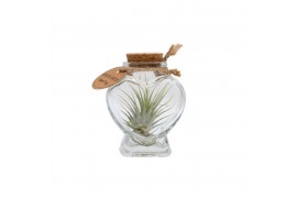 Tillandsia arrangement Tillandsia heart bottle small 1 pp