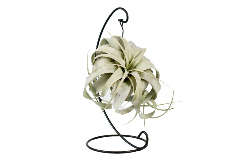 Tillandsia xerographica Tillandsia King xero hanger 1 bl. 