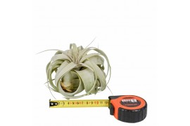 Tillandsia xerographica tillandsia xerographica x10 overige bl.
