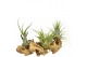 Tillandsia arrangement tillandsia hout medium 1 pp 3 bl. 