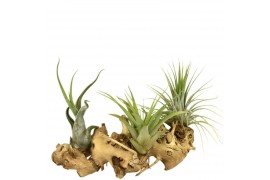 Tillandsia arrangement tillandsia hout medium 1 pp 3 bl.