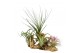 Tillandsia arrangement tillandsia hout large 1 pp 4 bl. 