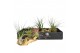 Tillandsia arrangement tillandsia hout large 1 pp 4 bl. 