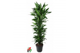 Dracaena fragr. janet lind vertakt