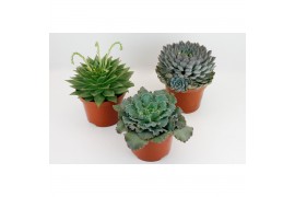 Echeveria mix