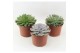 Echeveria mix 