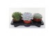 Echeveria mix 