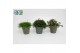 Rhipsalis mix in zink Berlijn 