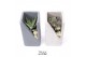 Arrangementen succulenten TRULY Succulent, Concrete design moss 