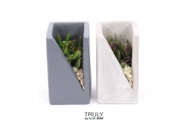 Arrangementen succulenten TRULY Crassula, Meles concrete moss 1 pp
