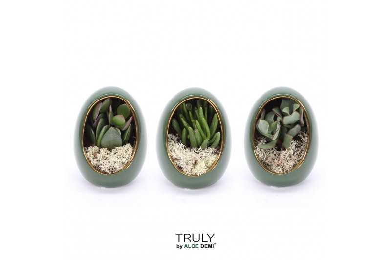 Arrangementen succulenten TRULY Crassula, Egg Green gold 1 pp 