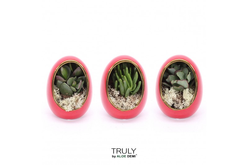 Arrangementen succulenten TRULY Crassula, Egg Red gold 1 pp 