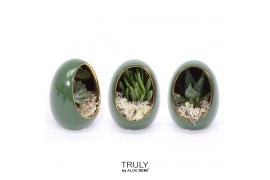 Arrangementen succulenten TRULY Succulent, Egg Green gold 1 pp