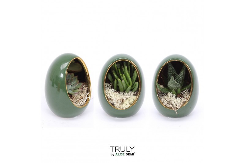 Arrangementen succulenten TRULY Succulent, Egg Green gold 1 pp 