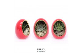 Arrangementen succulenten TRULY Succulent, Egg Red gold 1 pp