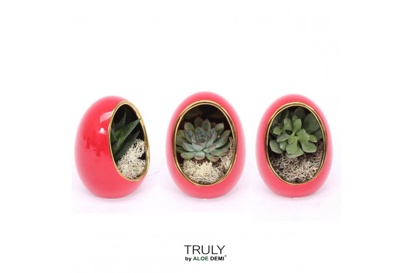 Arrangementen succulenten TRULY Succulent, Egg Red gold 1 pp 