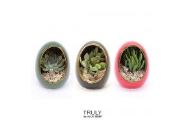 Arrangementen succulenten TRULY Succulent, Egg Colour mix gold 1 pp