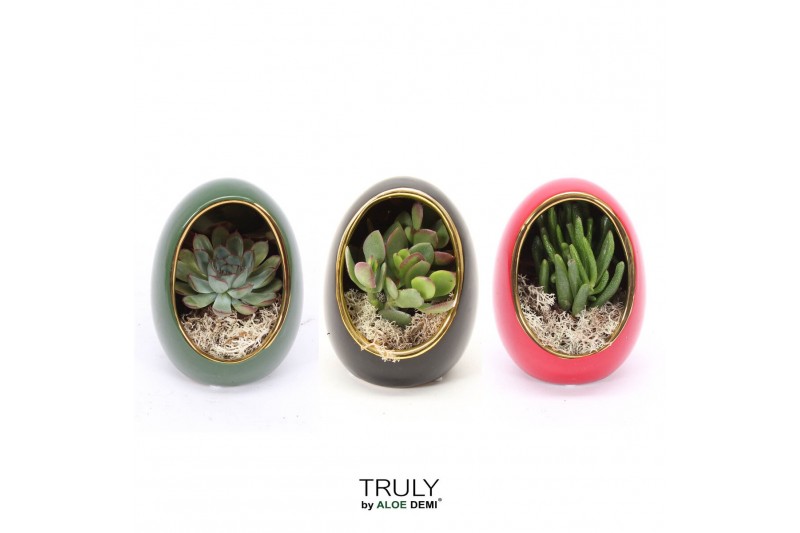 Arrangementen succulenten TRULY Succulent, Egg Colour mix gold 1 pp 