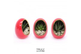 Arrangementen succulenten TRULY Haworthia, Gasteria, Egg Red gold 1 pp