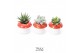 Arrangementen succulenten TRULY mushroom 