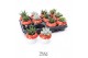 Arrangementen succulenten TRULY mushroom 