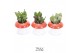 Arrangementen succulenten TRULY Crassula, mushroom 1 pp 