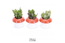 Arrangementen succulenten TRULY Crassula, mushroom 1 pp