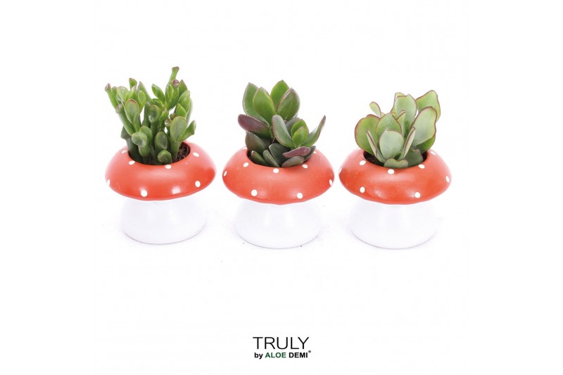 Arrangementen succulenten TRULY Crassula, mushroom 1 pp Arrangementen succulenten TRULY Crassula, mushroom 1 pp