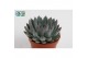Echeveria zonder bloem Echeveria Pelisuda 