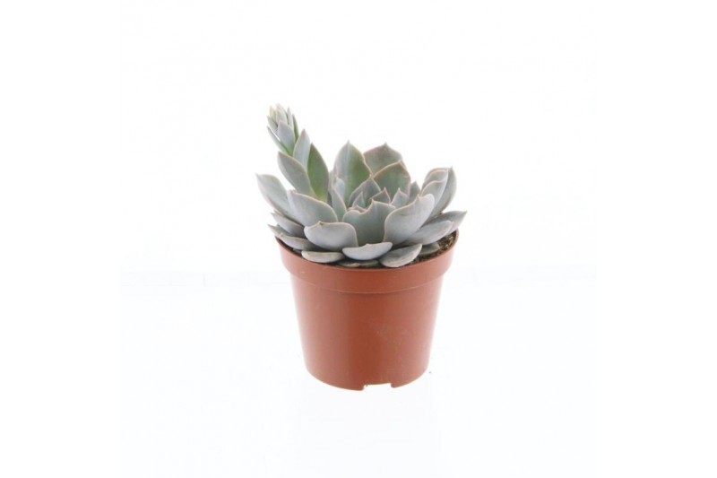 Echeveria zonder bloem Echeveria Canadian 