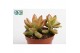 Sedum Sedum Adolphii 