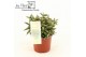 Rhipsalis baccifera subsp. horrida 