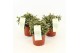 Rhipsalis baccifera subsp. horrida 