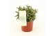 Rhipsalis baccifera subsp. horrida 