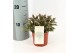 Rhipsalis baccifera subsp. horrida 