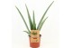 Aloe vera barbadensis 
