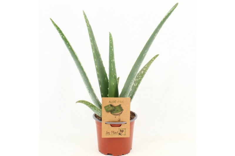 Aloe vera barbadensis 
