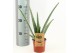 Aloe vera barbadensis 