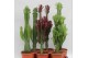 Cactus desert mix 