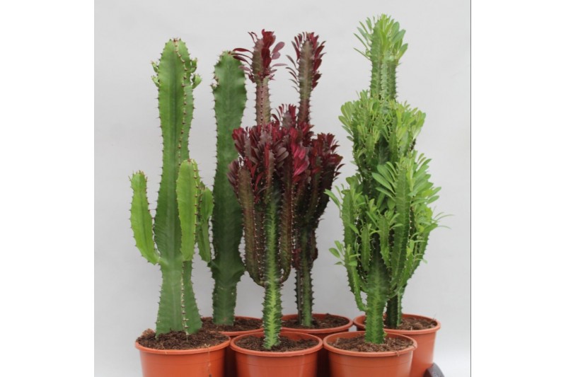 Cactus desert mix 