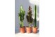 Cactus desert mix 