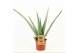 Aloe vera barbadensis 